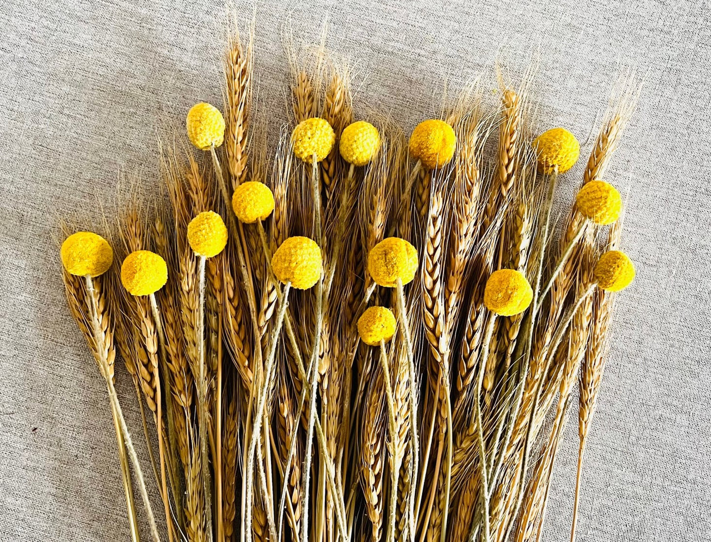 100pcs Dried Wheat Bunch Stalks & 15pcs Dried Yellow Billy Buttons Craspedia Flower Balls, For Home Decor, Autumn Decor