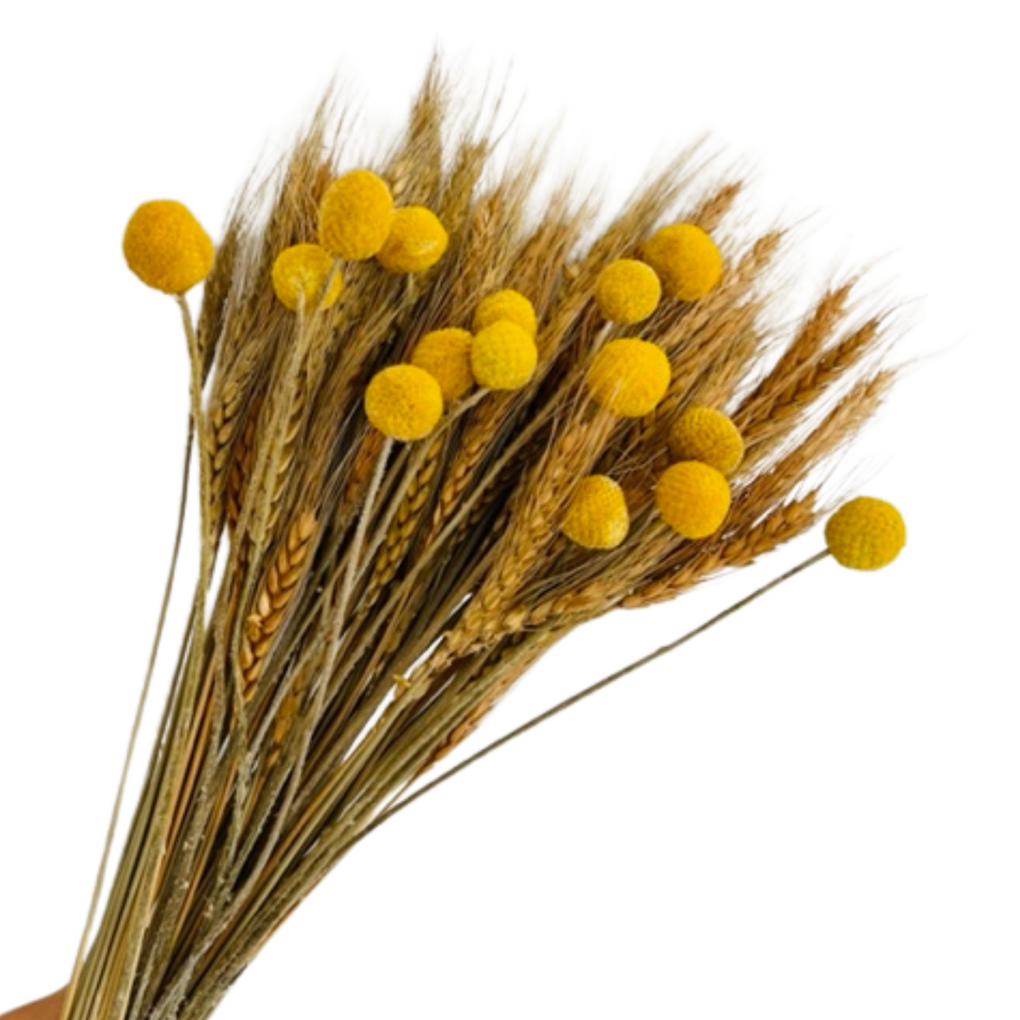 100pcs Dried Wheat Bunch Stalks & 15pcs Dried Yellow Billy Buttons Craspedia Flower Balls, For Home Decor, Autumn Decor